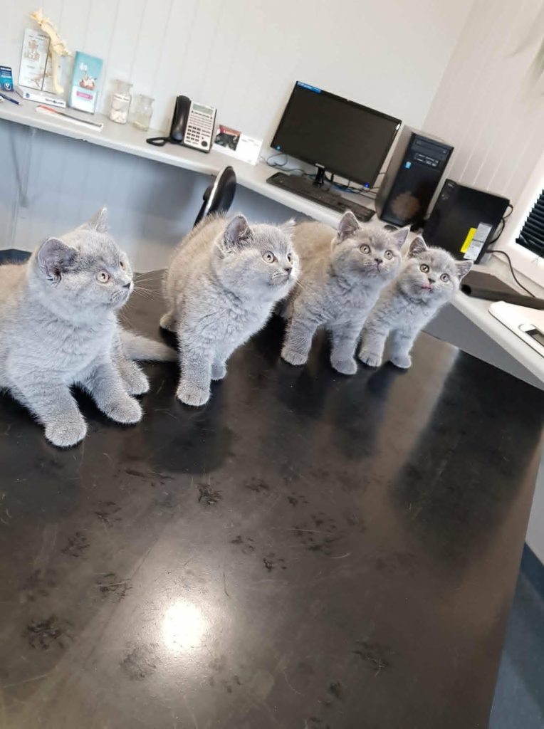 kits at vet