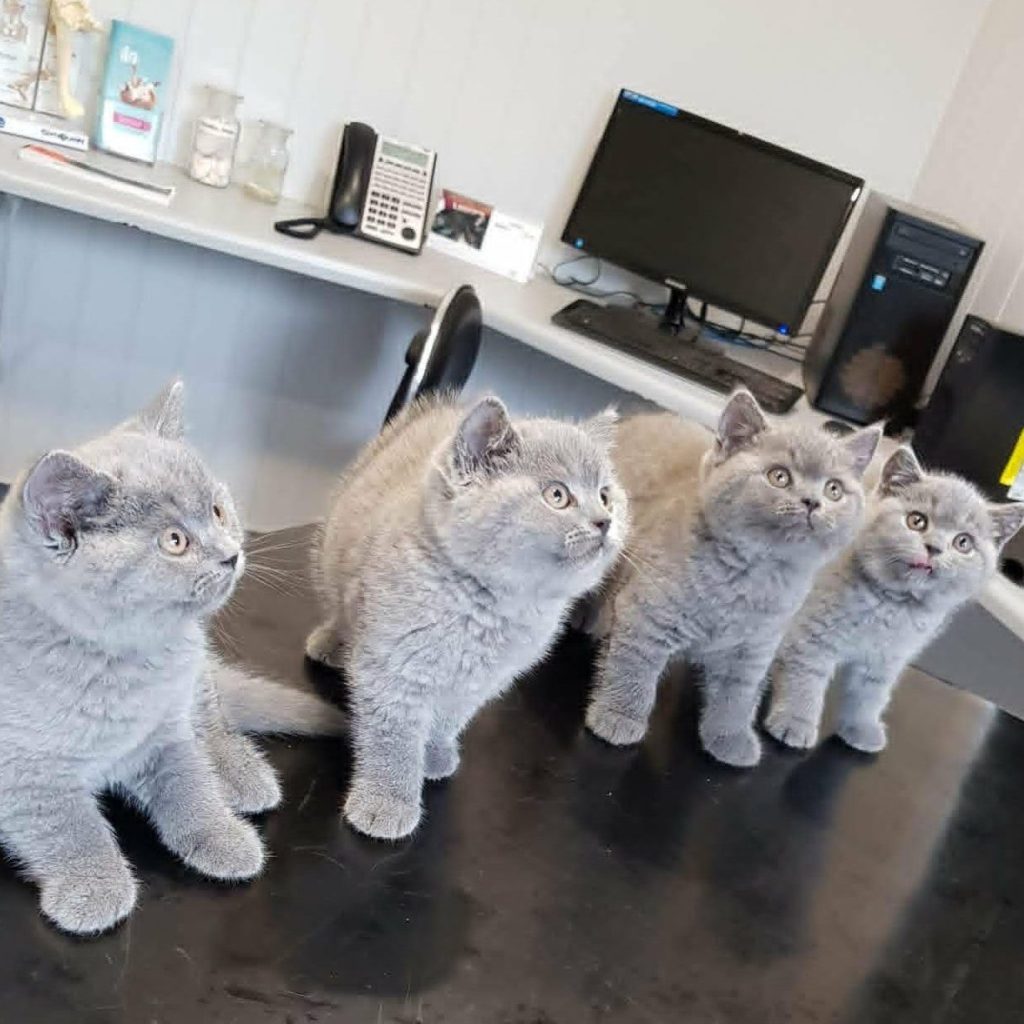 kits at vet